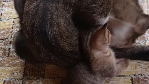 Mama Cat and her kitten.