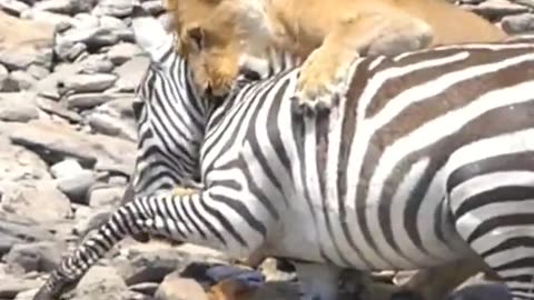 Lion attack zebra