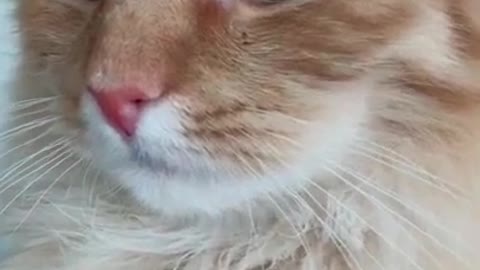 OMG These Cats Are So Cute And Beautiful | Viral Cat