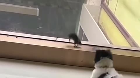 The dog teases the rat and the rat is scared