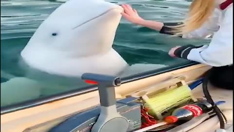 Summon Beluga Whale come to women for play