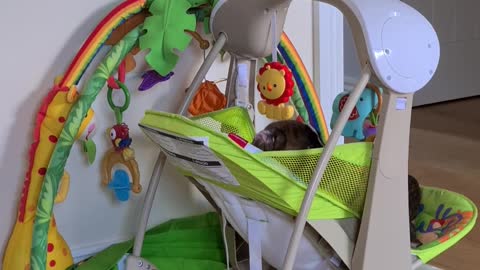 Boxer puppy claims baby swing all to himself