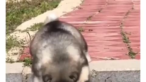 Funny Dogs Videos 2021😄😄