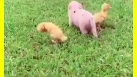 Shorts Funny Animals 7 - Funny Dogs