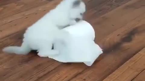 Happy Kitties playing tissue