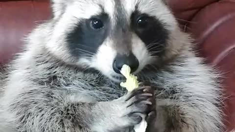 Raccoon Eats Chinese Cabbage on the sofa