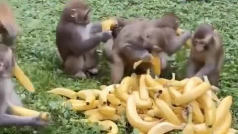 monkeys eating banana you need to see