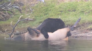 Grizzly Bear Drags Bull Elk to Shore for a Feast
