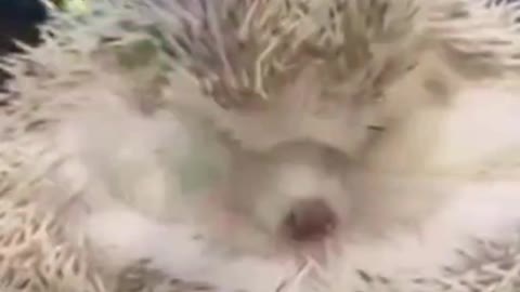 A cute hedgehog