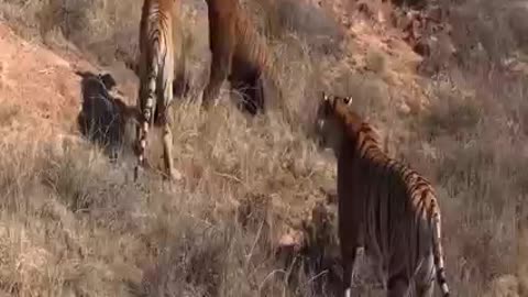 Tiger fighting