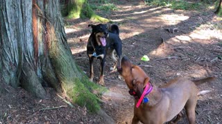 Hound Dog Teaches His Friend How to Howl