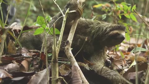 The Insane Biology Of_Sloths