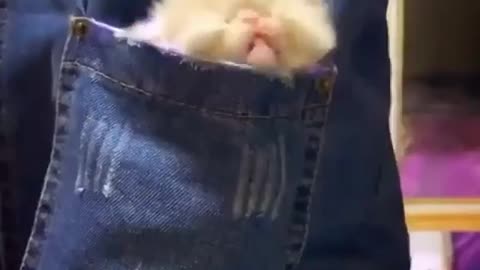 Watching this Cute little kitten yawing in pocket will melt your heart.