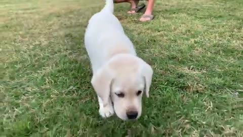 GREAT ESCAPE! Adorable Lab Puppies Play Outside