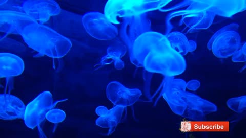 Jellyfishes Tank Water Life Marine Aquarium