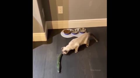 best funny cat video in 2022