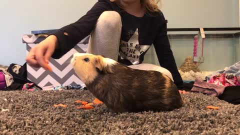 Guinea pig scoffs at owner's trick ideas