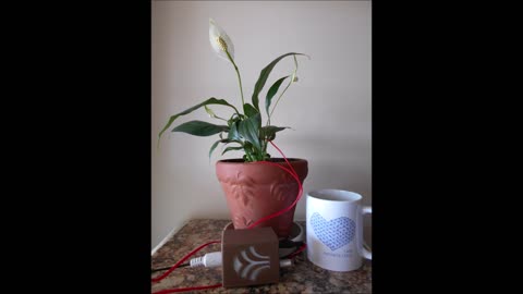 Spring is on the Horizon with a Peace Lily