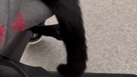 Adopting a Cat from a Shelter Vlog - Even Precious Piper's Tail is Cute #shorts