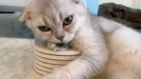 So adorable! Kitten using coasters to sleep