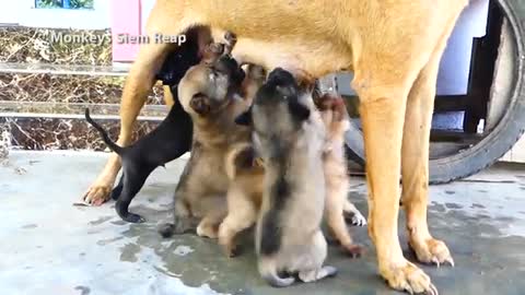 Adorable baby puppies stand up sucking milk mother dog - Amazing Pets