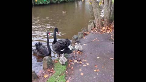 Beautiful and cute baby swans swimming with their parents