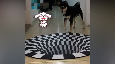 A 3D rug that fools the dogs…