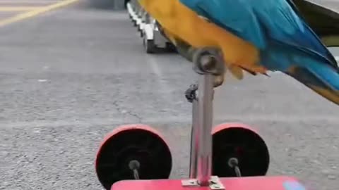 Parrot is riding a cycle