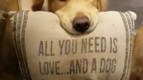All you need ist love and a dog