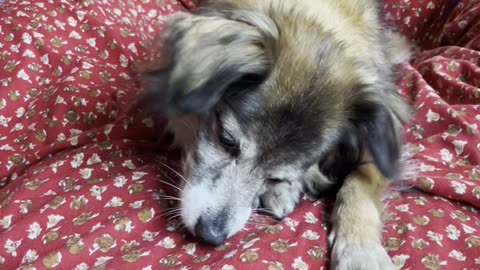 Polish dog Gabi, Alive, VivaLaVida