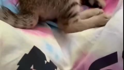 No one is cute than this sweety cat playing