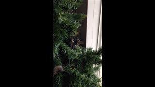 Christmas Tree Cat