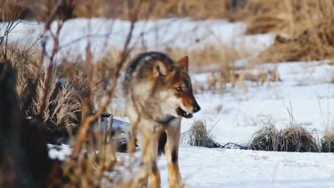 Wild Wolf documentary