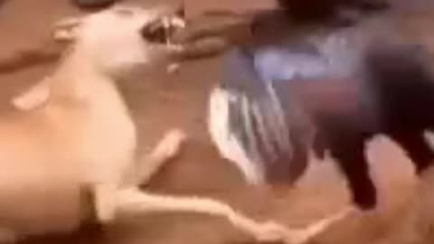 A violent fight between a dog and a chicken