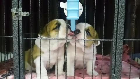 Cachorros de Bulldog Inglés comparten un poco de agua de un modo adorable