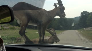 Traffic Jam Caused By Ram Climbing On Car