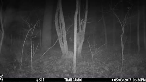 strange deer cam video