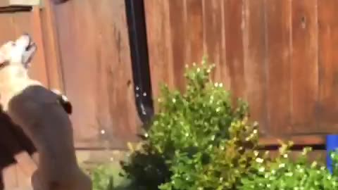 Slowmo dog jumps at waterhose