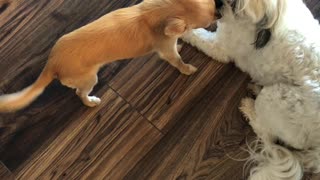 Chihuahua lovingly cleans and kisses Shi Tzu best friend