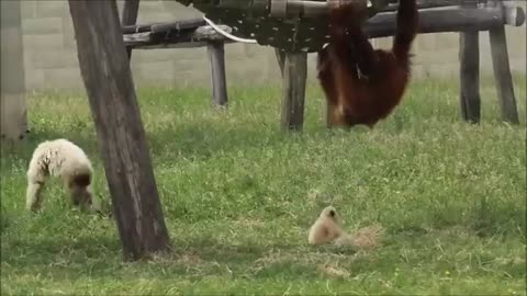 Cute Gibbons Playing - Climbing