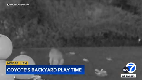 Coyote plays with dog toys in Yorba Linda backyard, video shows | ABC 7