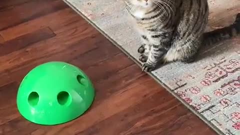 Cat smart toy