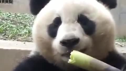 panda eating bamboo oddly satisfying