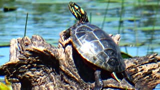 Turtle