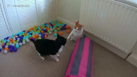 cat play fighting * funny video*