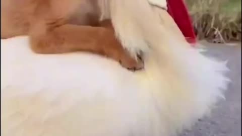 Funny Videos -Chicken and Dog