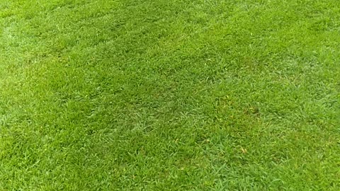 What Fescue Lawn Looks Like?