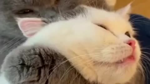 Funny Cats 😂 Cute and Baby Cat 😺 Videos Compilation #4