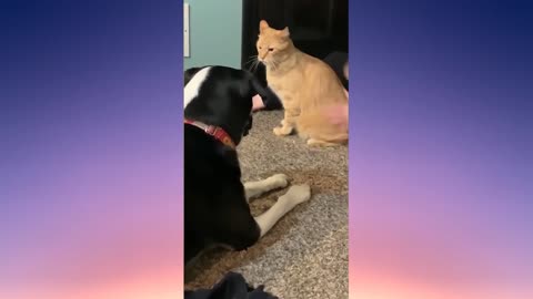 cat scared by dog #5