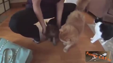 Cat And Dog Meeting For The First Time!